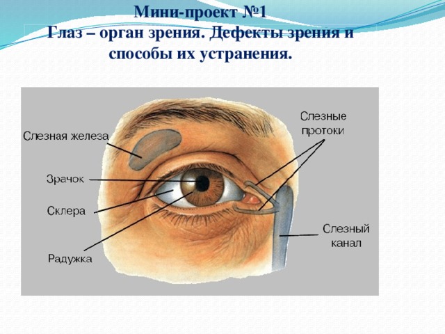   Мини-проект №1  Глаз – орган зрения. Дефекты зрения и способы их устранения.   