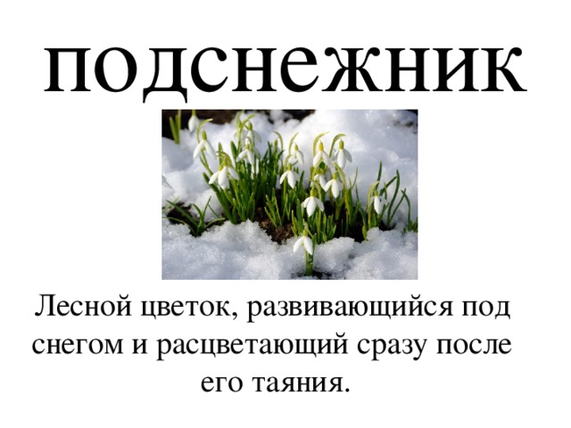 подснежник Лесной цветок, развивающийся под снегом и расцветающий сразу после его таяния. 