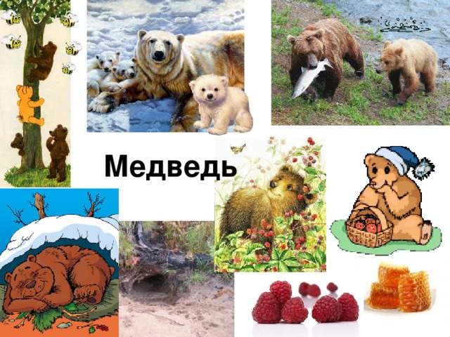 Медведь 