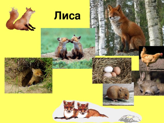 Лиса 