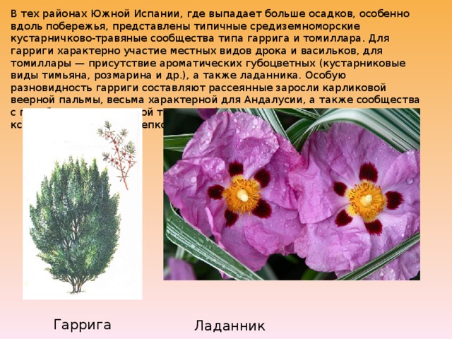 В тех районах Южной Испании, где выпадает больше осадков, особенно вдоль побережья, представлены типичные средиземноморские кустарничково-травяные сообщества типа гаррига и томиллара. Для гарриги характерно участие местных видов дрока и васильков, для томиллары — присутствие ароматических губоцветных (кустарниковые виды тимьяна, розмарина и др.), а также ладанника. Особую разновидность гарриги составляют рассеянные заросли карликовой веерной пальмы, весьма характерной для Андалусии, а также сообщества с преобладанием высокой травы альфа, или эспарто, — выносливого ксерофита, дающего крепкое волокно. Гаррига Ладанник 
