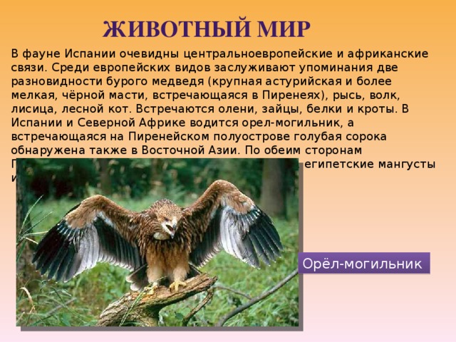 Животный мир В фауне Испании очевидны центральноевропейские и африканские связи. Среди европейских видов заслуживают упоминания две разновидности бурого медведя (крупная астурийская и более мелкая, чёрной масти, встречающаяся в Пиренеях), рысь, волк, лисица, лесной кот. Встречаются олени, зайцы, белки и кроты. В Испании и Северной Африке водится орел-могильник, а встречающаяся на Пиренейском полуострове голубая сорока обнаружена также в Восточной Азии. По обеим сторонам Гибралтарского пролива встречаются генетты, египетские мангусты и один вид хамелеонов. Орёл-могильник  