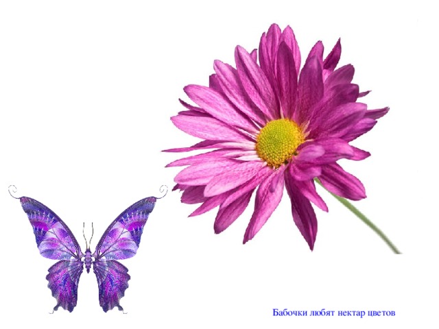Бабочки любят нектар цветов 