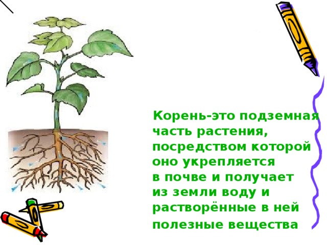 Что растения получают из почвы. Что растения получают из почвы схема. Растения с помощью корней получают из почвы. Модель что растения получают из почвы. Изготовить модель что растения получают из почвы.