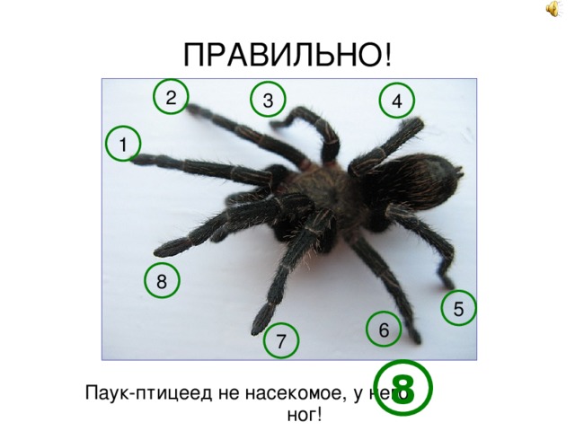 Почему паук