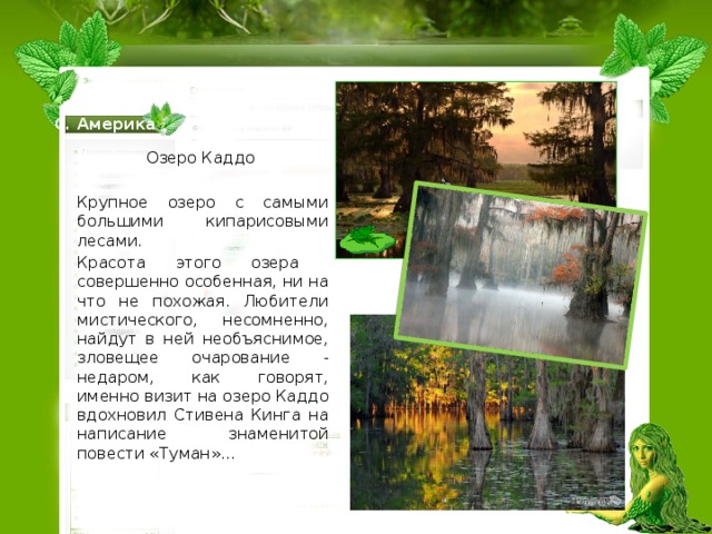С. Америка Озеро Каддо Крупное озеро с самыми большими кипарисовыми лесами. Красота этого озера совершенно особенная, ни на что не похожая. Любители мистического, несомненно, найдут в ней необъяснимое, зловещее очарование - недаром, как говорят, именно визит на озеро Каддо вдохновил Стивена Кинга на написание знаменитой повести «Туман»... 