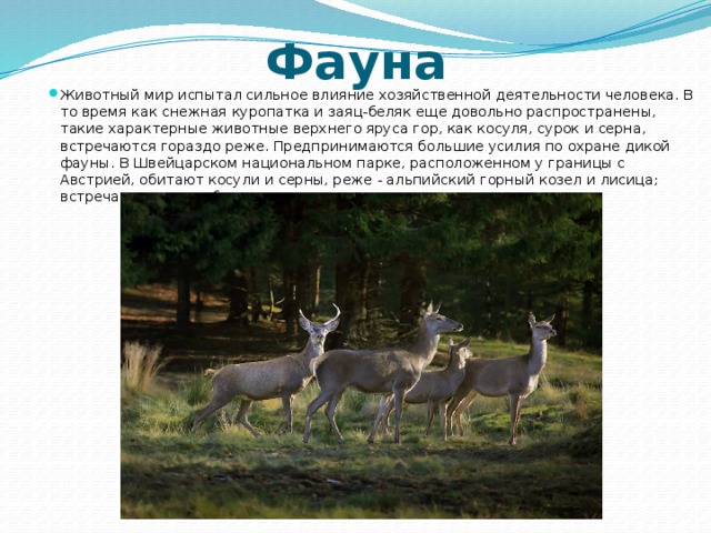 Фауна Животный мир испытал сильное влияние хозяйственной деятельности человека. В то время как снежная куропатка и заяц-беляк еще довольно распространены, такие характерные животные верхнего яруса гор, как косуля, сурок и серна, встречаются гораздо реже. Предпринимаются большие усилия по охране дикой фауны. В Швейцарском национальном парке, расположенном у границы с Австрией, обитают косули и серны, реже - альпийский горный козел и лисица; встречаются также белая куропатка и несколько видов хищных птиц. 