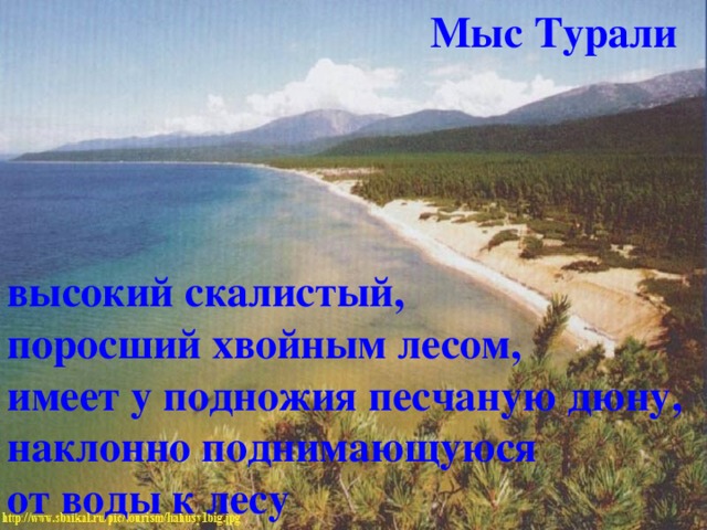 Мыс Турали высокий скалистый, поросший хвойным лесом, имеет у подножия песчаную дюну, наклонно поднимающуюся от воды к лесу 