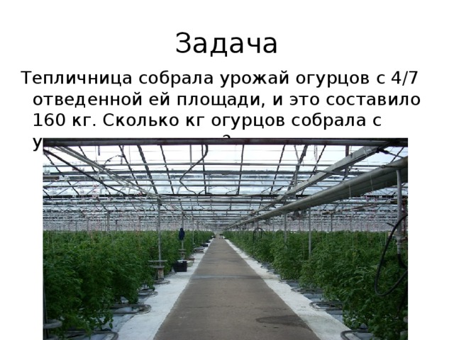 Задача в хозяйстве у фермера 12 парников. Сколько всего кг огурцов собирал этот фермер. Фермер наметил собрать с поля 12 тонн овощей а собрал семь шестых. Задача с 15 одинаковых теплиц собрали в прошлом. Сколько всего кг огурцов собирал этот фермер.
