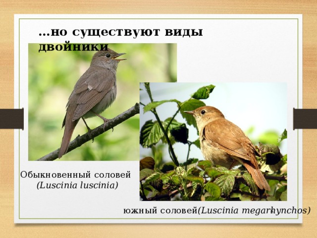 … но существуют виды двойники Обыкновенный соловей   (Luscinia luscinia) южный соловей (Luscinia megarhynchos)  