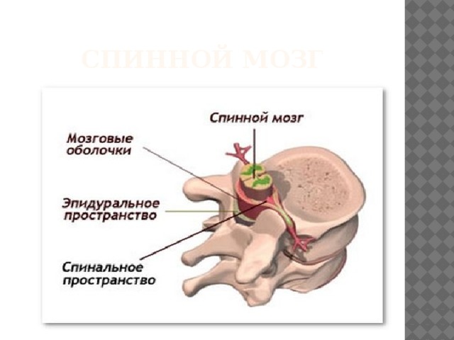 Спинной мозг 