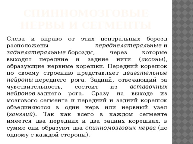Спинномозговые нервы и сегменты  Слева и вправо от этих центральных борозд расположены переднелатеральные  и заднелатеральные  борозды, через которые выходят передние и задние нити ( аксоны ), образующие нервные корешки. Передний корешок по своему строению представляет д вигательные нейроны  переднего рога. Задний, отвечающий за чувствительность, состоит из вставочных нейронов  заднего рога. Сразу на выходе из мозгового сегмента и передний и задний корешок объединяются в один нерв или нервный узел ( ганглий ). Так как всего в каждом сегменте имеется два передних и два задних корешках, в сумме они образуют два спинномозговых нерва  (по одному с каждой стороны). 