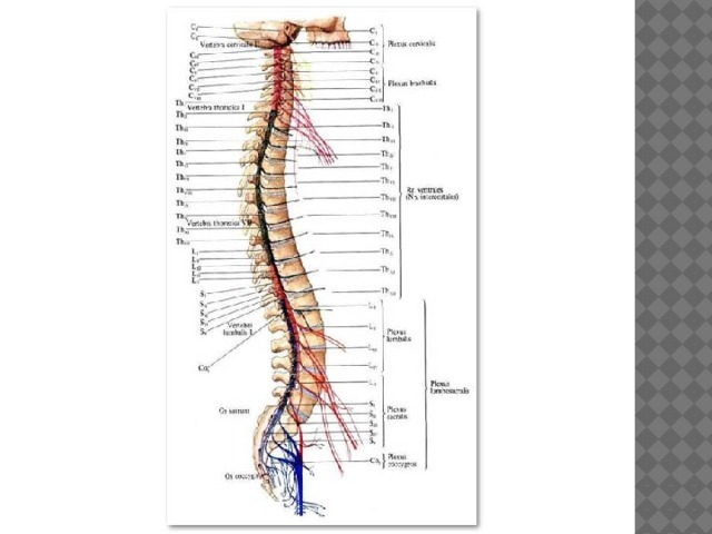 Сегмент спинного мозга рисунок