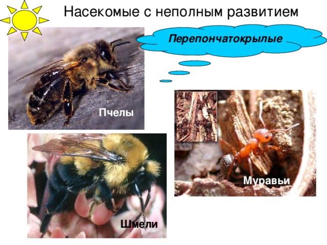 Насекомые с неполным развитием Перепончатокрылые Пчелы Муравьи Шмели 
