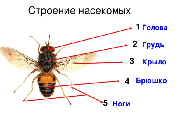 Строение насекомых 1 Голова 2 Грудь 3 Крыло 4 Брюшко 5 Ноги 
