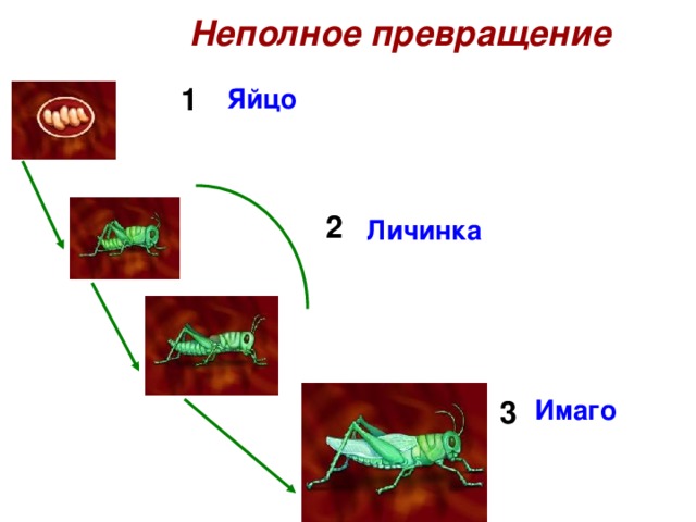 Каким номером на рисунке обозначена стадия предназначенная для превращения личинки в имаго