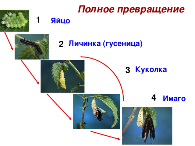 Презентация по биологии «Размножение и развитие насекомых»