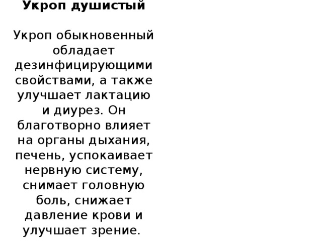 Укроп душистый   Укроп обыкновенный обладает дезинфицирующими свойствами, а также улучшает лактацию и диурез. Он благотворно влияет на органы дыхания, печень, успокаивает нервную систему, снимает головную боль, снижает давление крови и улучшает зрение.  