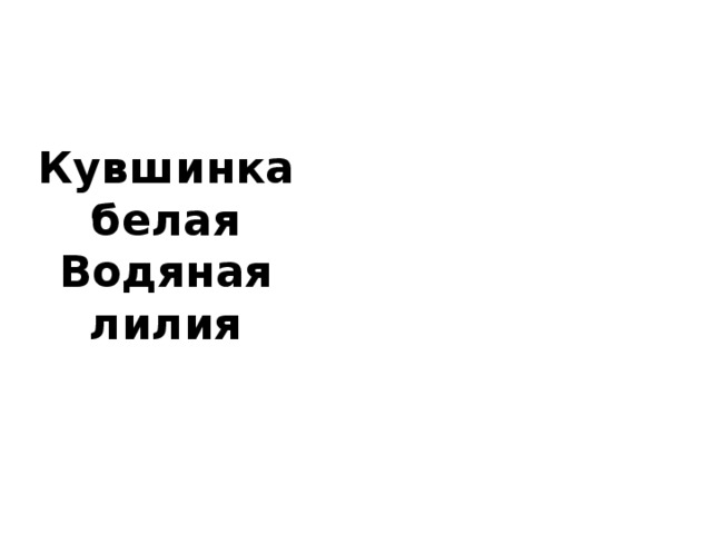 Кувшинка белая Водяная лилия    