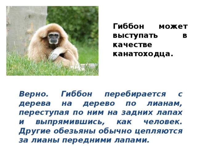 Гиббон может выступать в качестве канатоходца. Верно. Гиббон перебирается с дерева на дерево по лианам, переступая по ним на задних лапах и выпрямившись, как человек. Другие обезьяны обычно цепляются за лианы передними лапами. 