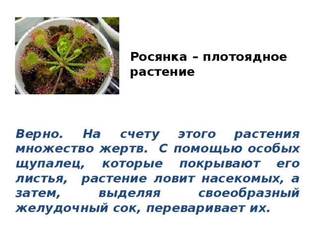 Росянка – плотоядное растение Верно. На счету этого растения множество жертв. С помощью особых щупалец, которые покрывают его листья, растение ловит насекомых, а затем, выделяя своеобразный желудочный сок, переваривает их. 