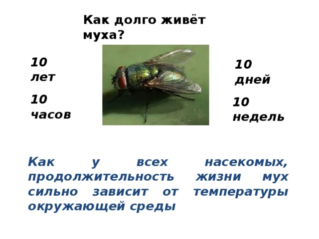Сколько живет обыкновенная в квартире. Продолжительность жизни насекомых. Сколько живут мухи. Продолжительность жизни комнатной мухи. Средняя Продолжительность жизни мухи.