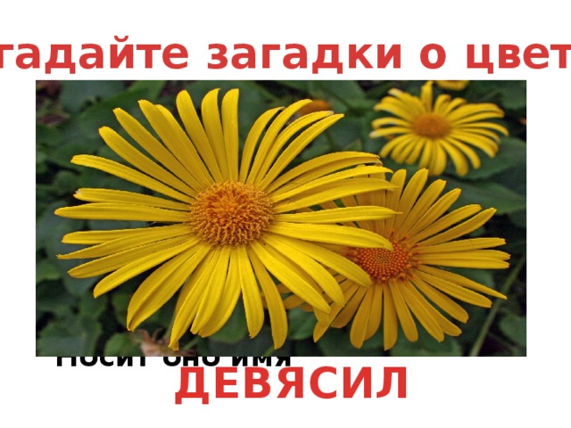 Отгадайте загадки о цветах Есть у нас чудесное растение, Много скрыто в нём целебных сил, И из поколенья в поколенье Носит оно имя ДЕВЯСИЛ 