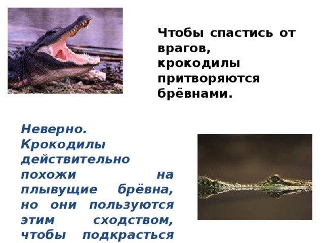 Чтобы спастись от врагов, крокодилы притворяются брёвнами. Неверно. Крокодилы действительно похожи на плывущие брёвна, но они пользуются этим сходством, чтобы подкрасться поближе к своим жертвам. 