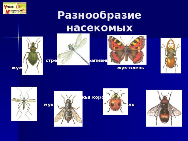 Многообразие насекомых. Разнообразие насекомых Мордовии. Вредные и полезные насекомые таблица 7 класс. Рис среда обит насек.