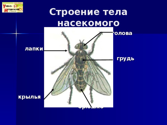 У насекомых пар ног