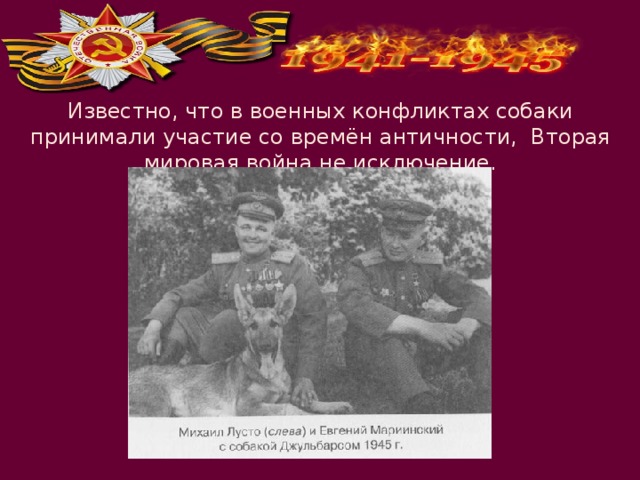 Известно, что в военных конфликтах собаки принимали участие со времён античности, Вторая мировая война не исключение. 