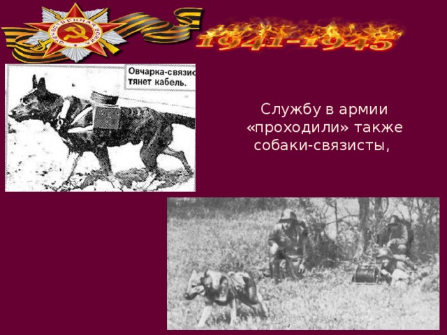 Службу в армии «проходили» также собаки-связисты, 