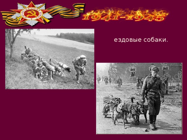 ездовые собаки. 