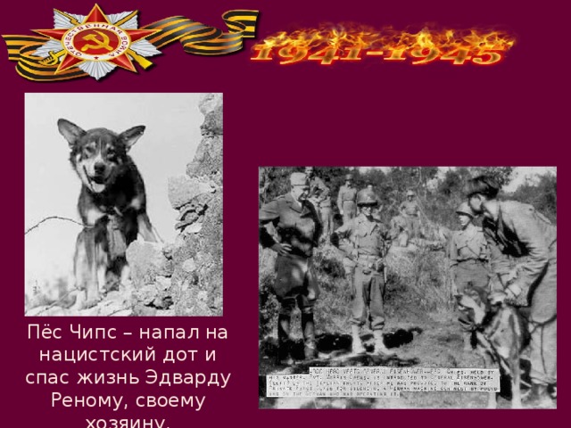 Пёс Чипс – напал на нацистский дот и спас жизнь Эдварду Реному, своему хозяину. 