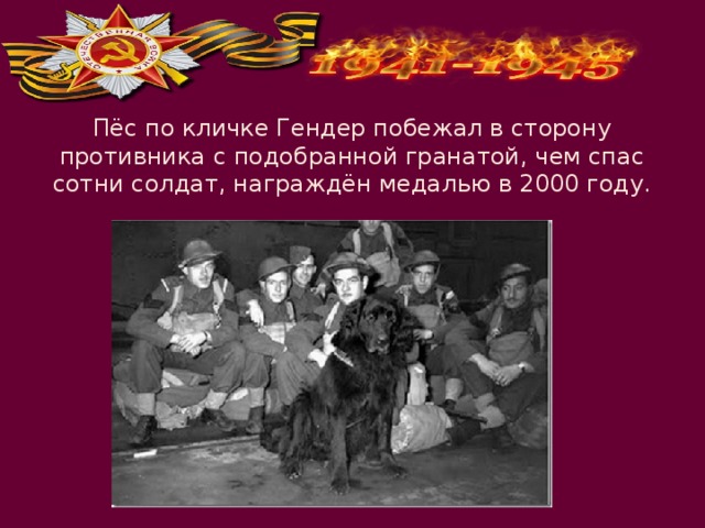 Пёс по кличке Гендер побежал в сторону противника с подобранной гранатой, чем спас сотни солдат, награждён медалью в 2000 году. 