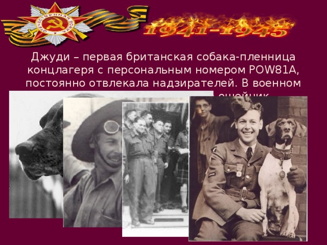 Джуди – первая британская собака-пленница концлагеря с персональным номером POW81A, постоянно отвлекала надзирателей. В военном музее Лондона сохранён её ошейник. 