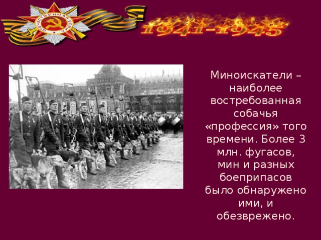 Миноискатели – наиболее востребованная собачья «профессия» того времени. Более 3 млн. фугасов, мин и разных боеприпасов было обнаружено ими, и обезврежено. 
