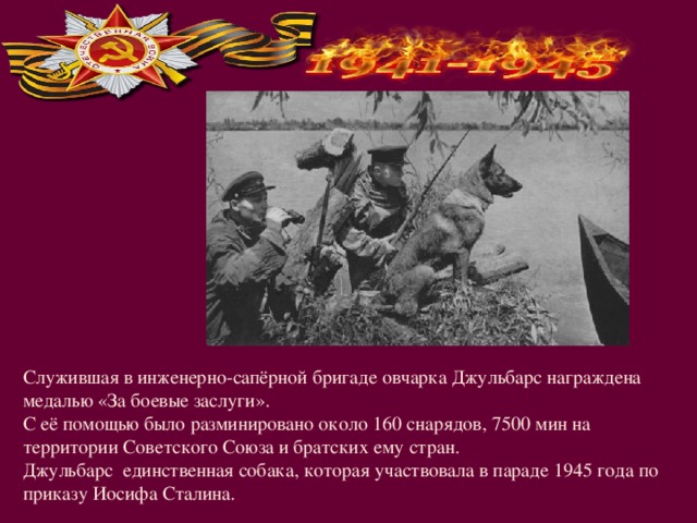Служившая в инженерно-сапёрной бригаде овчарка Джульбарс награждена медалью «За боевые заслуги». С её помощью было разминировано около 160 снарядов, 7500 мин на территории Советского Союза и братских ему стран. Джульбарс единственная собака, которая участвовала в параде 1945 года по приказу Иосифа Сталина. 