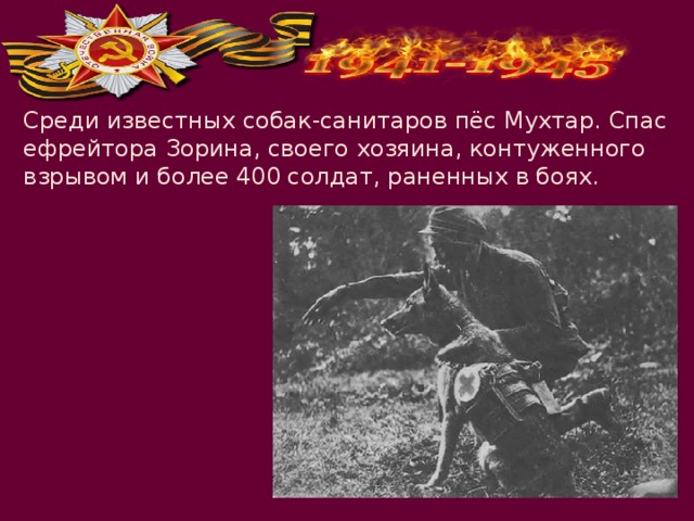 Среди известных собак-санитаров пёс Мухтар. Спас ефрейтора Зорина, своего хозяина, контуженного взрывом и более 400 солдат, раненных в боях. 