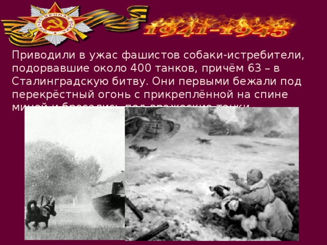Приводили в ужас фашистов собаки-истребители, подорвавшие около 400 танков, причём 63 – в Сталинградскую битву. Они первыми бежали под перекрёстный огонь с прикреплённой на спине миной и бросались под вражеские танки. 