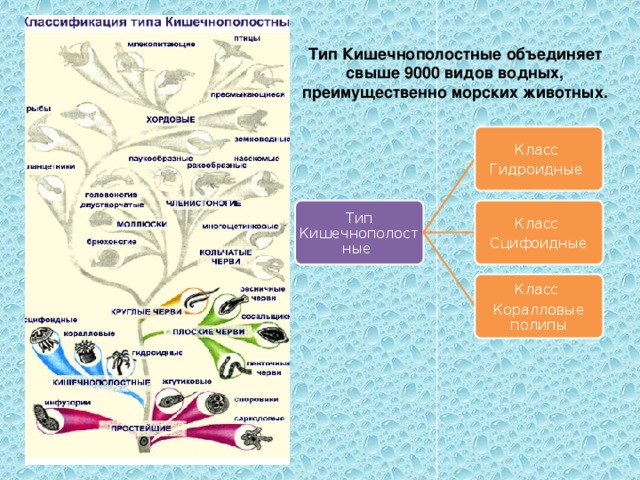 Используя рисунки в параграфе охарактеризуйте основные отличительные признаки гидроидных коралловых