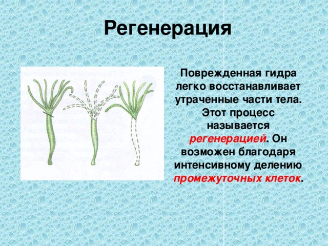 Регенерация гидры. Какие клетки гидры участвуют в процессе восстановления. Л.Р.регенерация гидры. Вытягивание и сокращение тела гидры происходит благодаря. Перечислить жизненные процессы гидры.