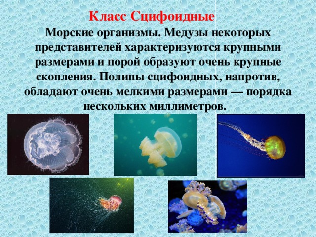 Класс Сцифоидные Морские организмы. Медузы некоторых представителей характеризуются крупными размерами и порой образуют очень крупные скопления. Полипы сцифоидных, напротив, обладают очень мелкими размерами — порядка нескольких миллиметров. 