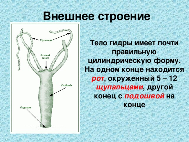 Гидра биология строение. Пресноводная гидра строение тела. Наружное строение кишечнополостных. Внутреннее строение гидры пресноводной. Гидра Пресноводная симметрия.