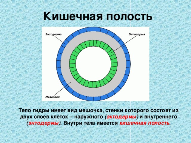 Кишечная полость Тело гидры имеет вид мешочка, стенки которого состоят из двух слоев клеток – наружного ( эктодермы ) и внутреннего ( энтодермы ). Внутри тела имеется кишечная полость . 