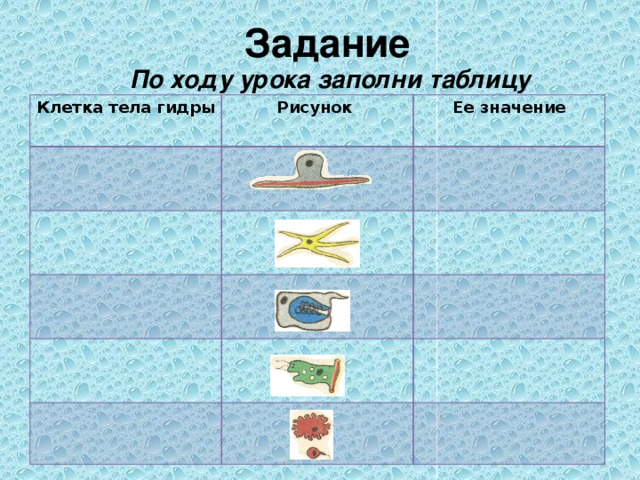 Рассмотри картинку клетки тела гидры и вставь пропущенные в тексте слова