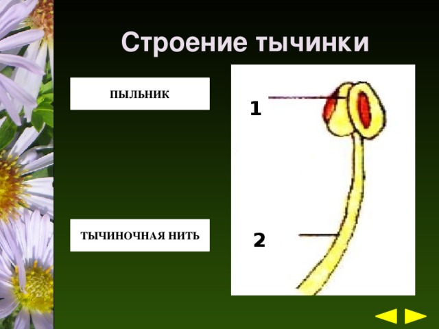 Покажите стрелками и подпишите на рисунке тычиночную нить