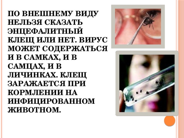 По внешнему виду нельзя сказать энцефалитный клещ или нет. Вирус может содержаться и в самках, и в самцах, и в личинках. Клещ заражается при кормлении на инфицированном животном.   