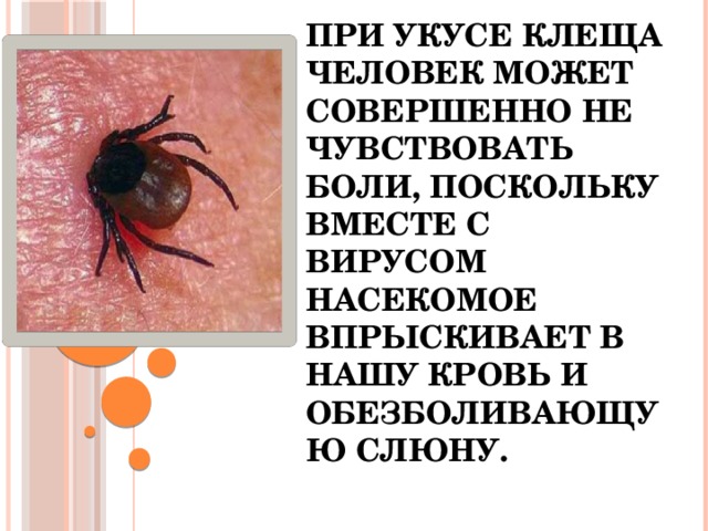 При укусе клеща человек может совершенно не чувствовать боли, поскольку вместе с вирусом насекомое впрыскивает в нашу кровь и обезболивающую слюну.   