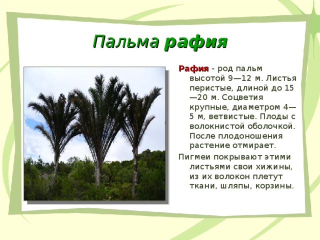 Пальма рафия Рафия  - род пальм высотой 9—12 м. Листья перистые, длиной до 15—20 м. Соцветия крупные, диаметром 4— 5 м, ветвистые. Плоды с волокнистой оболочкой. После плодоношения растение отмирает. Пигмеи покрывают этими листьями свои хижины, из их волокон плетут ткани, шляпы, корзины. 